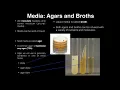 Lab Exercise 1 Introduction to Microbiology