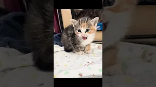 Mama Gives Birth After Being Trapped And Kittens Grow Up In Foster 