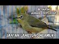 Download Lagu panggilan pleci betina untuk pancingan pleci bisu