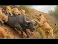 Download Lagu Os Mais Perigosos da África – A Caçada Sangrenta das Feras #animaisselvagens | Animais selvagens
