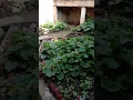 Download Lagu green beauty of kids garden school maloch Kabal swat Ali Akbar swatbaba official #youtubeshorts.