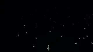 شاهد طيور النورس فى البحر طائرطائر النورس حلق طيور البحريا طيور النورس طير شاهيد مسلسل 