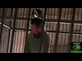 SUARA BURUNG SAMYONG, BURUNG 1001 SUARA