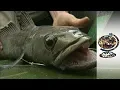 The Plight of the Patagonian Toothfish 2000