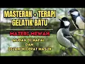 Download Lagu MASTERAN GELATIK BATU + TERAPI || Full isian materi mewah, Guru vocal terbaik untuk Gelatik Batu