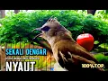 Lagu TRUCUK Gacor UPLIK NGEPLUR pancingan trucuk agar BUNYI, jadikan burung trucukan BUNYI GACOR 