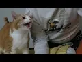 Download Lagu Cat Meows With Dad