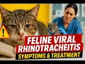 Feline Viral Rhinotracheitis FVR Causes Symptoms Diagnosis Prevention