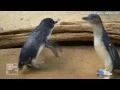 Check out the cute sounds these little penguins make