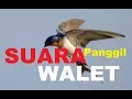 Download Lagu Download Suara Burung Walet Panggil Gunung Terbaik Terbaru SUARA JERNIH BESAR