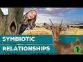 Symbiosis Mutualism Commensalism Parasitism