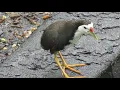 Download Lagu White-breasted water hen.White-breasted water hen sound.