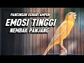 Lagu KENARI GACOR PANJANG Emosi Cuit Cuit NGEROL AMPUH utk Pancingan Kenari Paud dan Masteran Murai Batu