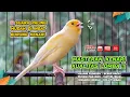 Download Lagu Kenari GACOR NGEREK‼️ Masteran Kenari PAUD dan Pancingan Kenari MACET BUNYI dan Betina NGIWIR - 68