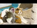 Mom cat adopted kittens and baby monkey Susie