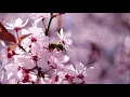 Honey bee natural picture of environment