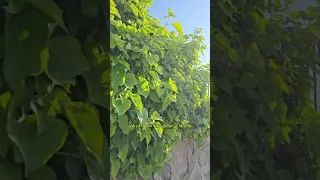 من اهم مواصفات بت الأصول زهره نادره في بستان الحياه 