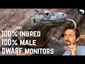 Komodo Dragons Aren t Giants They re Dwarfs