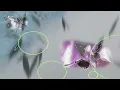 Swaya - EXistence (OFFICIAL VIDEO)
