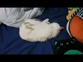 One of my cats sleeping to metal