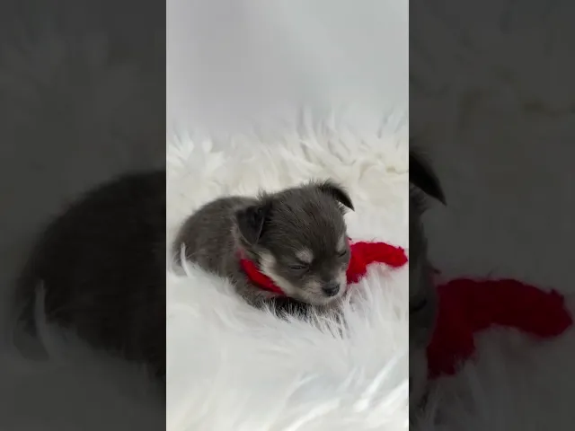 動画