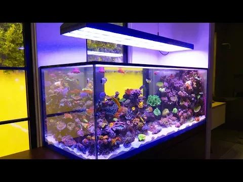 Download MP3 This Beverly Hills Aquarium is Completely Custom: Reef 301