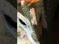 Part 1 of painting my Dino mask