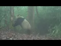 Scientists continue to grow the giant panda population
