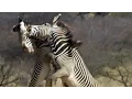 Epic Zebra Fight For Mate Africa BBC Earth