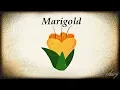 Download Lagu Elitsa Naumova - Marigold (Lyrics Video)