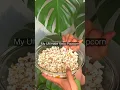Download Lagu How I make Ultimate Keto Popup with Butter + Coconut Butter + Olive Oil