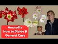 Amaryllis How to Divide with Easy Planting Demo Care Tips Hippeastrum