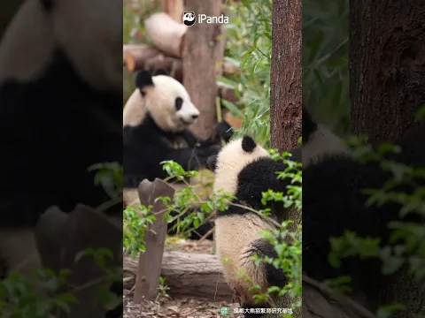 Mom, Look! I'm Coming Down! | iPanda #shorts