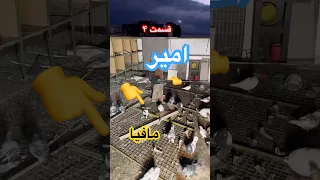 سردرگمی امیر و بابای آوا بعد از برداستن تخم های مسافتی چاشنی شورت Pigeon کبوتر بلندپرواز 