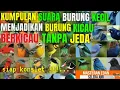 Download Lagu KOMPLIKASI masteran SUARA BURUNG KECIL paling di cari para kicau mania indonesia !!!... pedes RAPET.
