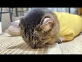 Lagu ぽっちゃりしてきた保護猫がダイエットを頑張りすぎてこうなっちゃってました…