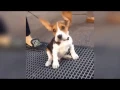 Cutest Puppies GIF Compilation