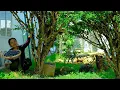Download Lagu Harvest Jabuticaba Grapes To Sell At The Market, Plant Green Peas