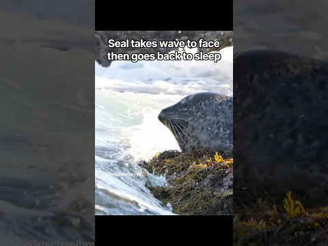 Seal takes a wave to the face