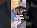 Download Lagu Zijn gezichtsuitdrukkingen doen me lachen 😂😭 hij is zo ongemakkelijk en schattig #puppy#grappig