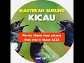 MASTERAN BURUNG KICAU, paling jernih yang disukai para juri tahun 2022