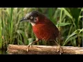 Download Lagu Tepus kepala abu gacor emosional !! BURUNG MASTERAN VIRAL