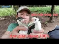 Download Lagu Cách Phân Biệt Chim Quốc Trống \u0026 Mái Đơn Giản Nhất Chuẩn 100% | @đammêđộclạ