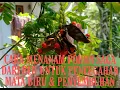 Download Lagu CARA MENANAM BIJI SAGA