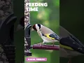 Download Lagu Goldfinches