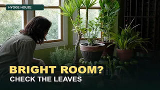 Why Your Room Looks Bright — But Your Houseplants Still Struggle