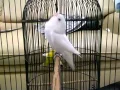 Lagu albino love bird/lb ngekek panjang konslet