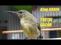 Download Lagu KING KONIN JANTAN TROTOL gacor