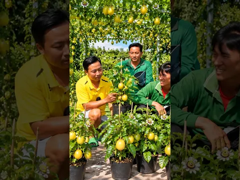 Trồng chanh dây ngọt trái vàng #phuoclay
