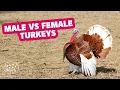How to tell a female turkey from a male turkey with Chapple Farms